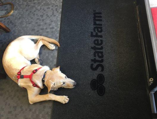 Baloo, the official State Farm greeter Come in any time for a tail wag!