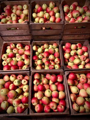 Apple picking orchard