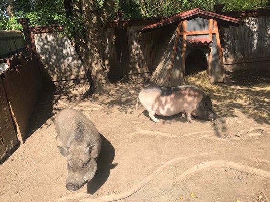 Vietnamese pot-bellied hogs