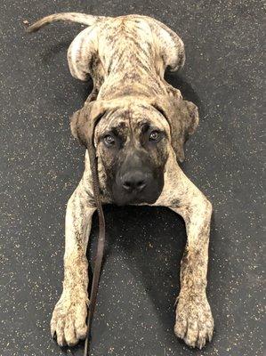 Duke, the most handsome Presa Canario!