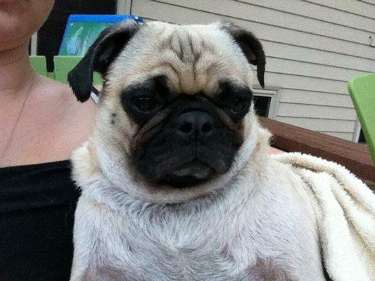 After a cool, refreshing bath, Jackson is ready to chase the kids!