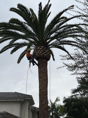 Trimming a date palm tree