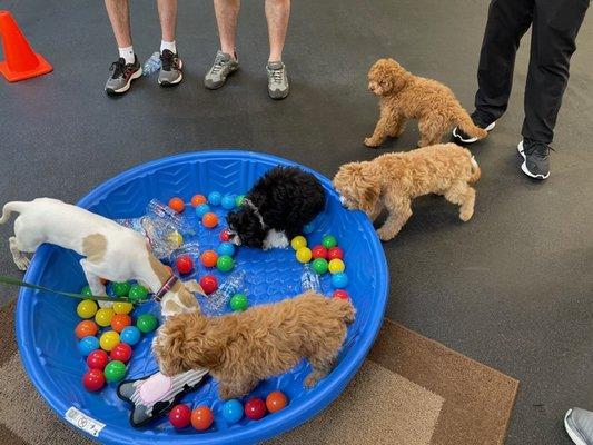 Puppy Start Class