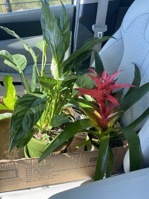 Diamond Peace Lilly and "cheery" plant. I can't remember the name of it.