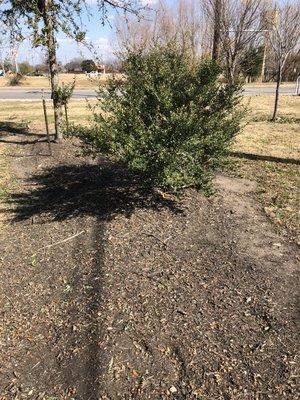 Plant bed prep for weed blocker and river rock