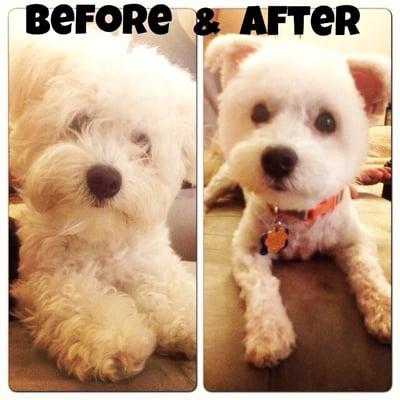 my furball of a pup, Hammy, before and after! Voila!