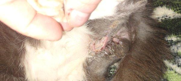 Horrid Surgical incision that is opened and infected. Unsanitary Vet Clinic, How does this place operate legally??