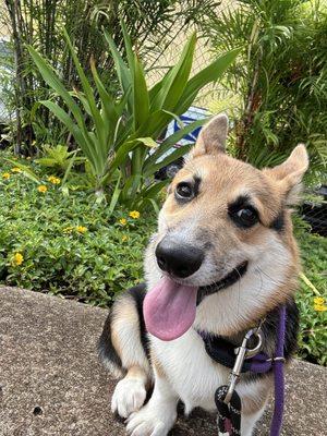 Learning to go on walkies.