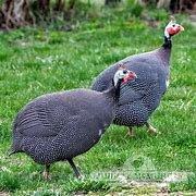 Pearl Grey Guinea Fowl