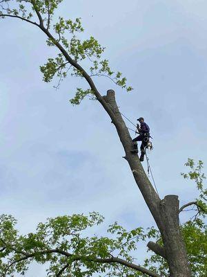 Christmas City Landscaping & Tree Service