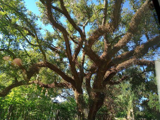 Mossy oak tree
 (Tours by Isabelle | October 2022 | Guide: Steve)