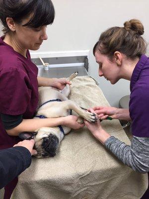 Pugsly getting his spa treatment!