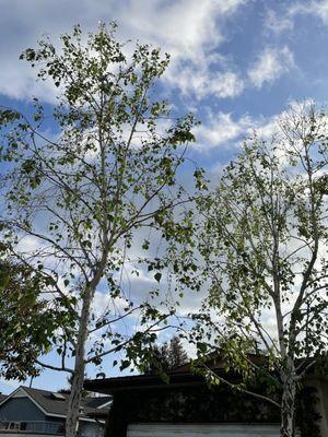 Mario's Tree Service & Stump Grinding