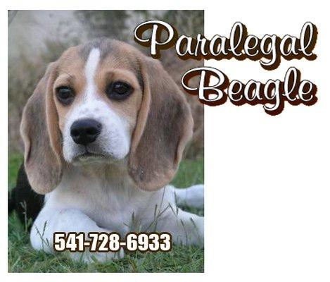 The Paralegal Beagle