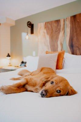 Pet friendly rooms available