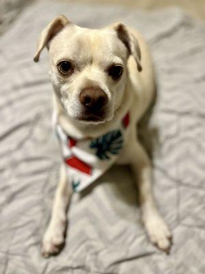 Looking handsome after getting groomed.