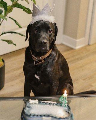 Bolt with his cake!