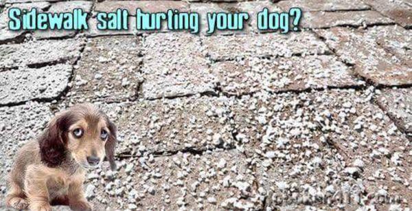 WINTER SALT CAN BE A SAFETY ISSUE
 
 Call Us at 414.543.7387 (PETS) for Tips!