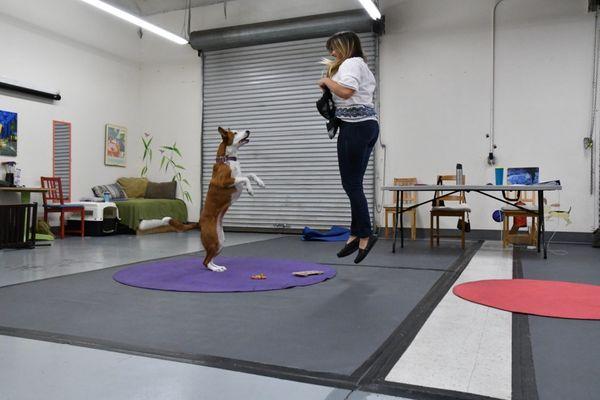 KPA  not only teaches how to train dogs, but also how to have a fun and healthy relationship with your dog.