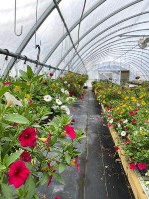 One of the greenhouses.