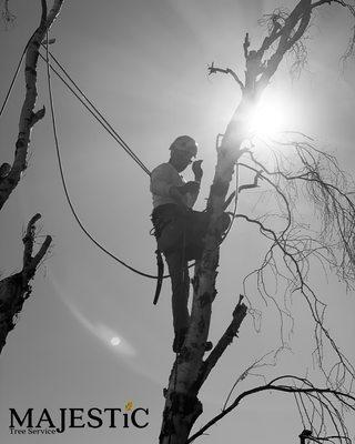 Certified professionals here to help with all your tree care needs.