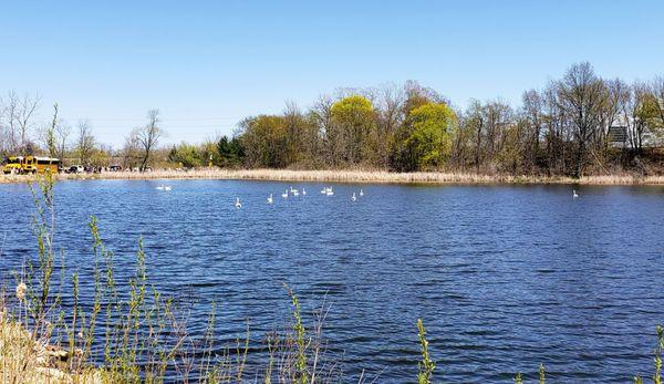 Pond on way to Windmill Island