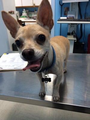 Not only is Dr Vega a great vet, but Jakey enjoys all the attention the staff gives him during his visit. He is a lady's man!