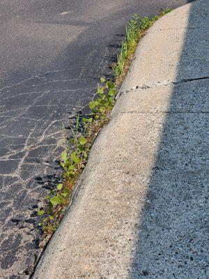 Weeds linking sidewalk/curbs