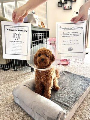 Commemorative Certificate of Bravery and Letter from the Tooth Fairy from Hendricks after our pup was spayed and had teeth removed