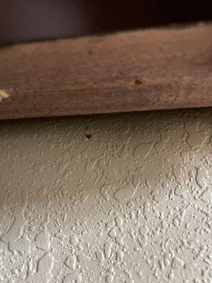 Bedbug under headboard.