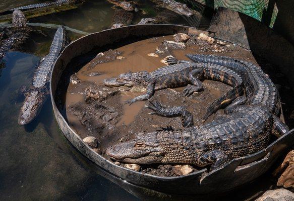 Colorado Gators Reptile Park.  First gator enclosure.