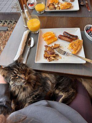 Homemade breakfast each morning, the house cats are the best