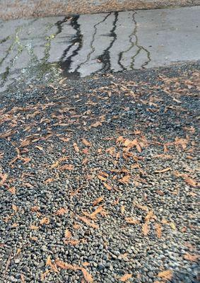 Showing how the foul smelling brownish liquid burbled through the gravel under our picnic table onto the street and down toward the river.