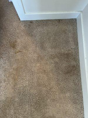 Cat's throwups and Pee on the carpet