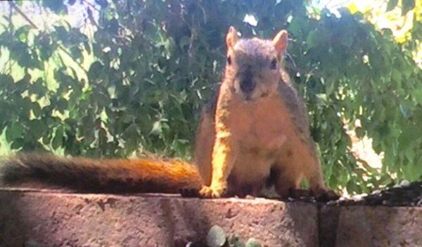 This is Jolene our squirrel. Christine has been her "critter sitter" for several years now. Thank you Paws Up Pet Care!