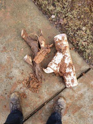 Large tree root that crossed the top of a 4" wye section and broke the cleanout right off.