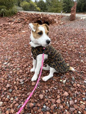 Jolene had fun her first time ever at doggy daycare The staff at Furbabies took great care of her