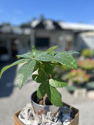 My Money Plant in its cute shiny pot