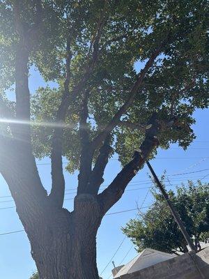 This tree also was being overtaken with vines, which are now all gone!