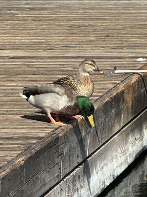 We were greeted by ducks