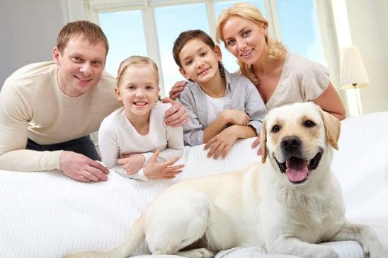 Sweep Home Chicago is a Pet Friendly Cleaning Company. We understand that your pets are your family, and when we enter your h...