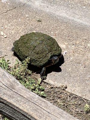 Sunning Ninja Turtle.