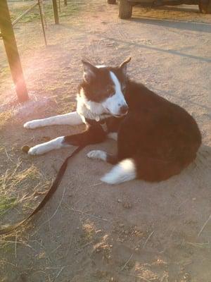 Saved Aldo's life after he was kicked in the head by one of our horses. This is Aldo enjoying his first horse poop after the kick.