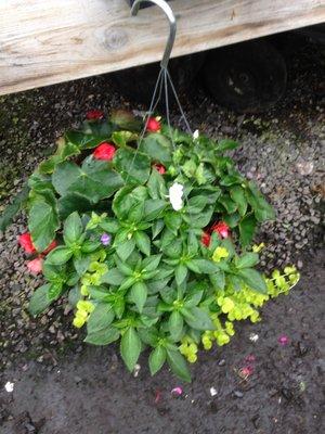 12 Inch shade baskets.