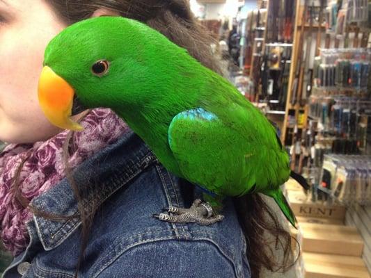 Store security/my new BFF, Milo, hanging out on my shoulder.