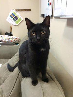 Needed: Forever home!  Stella is a 13 month old black short haired cat.  She is frisky and terribly playful!...