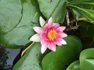 Water Lily in full bloom