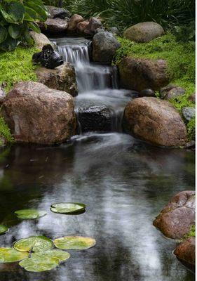 Another happy client from The Pond Pros of Southern California Koi Ponds,  Water Gardens & Theme landscapes. Dennis Kading