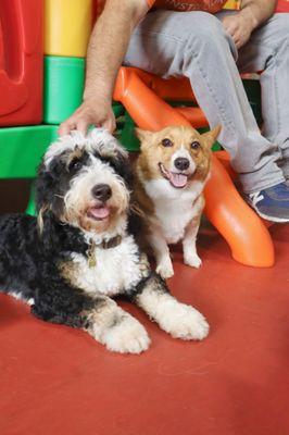 Two happy Playcare Pawcademy students enjoying their day at school!