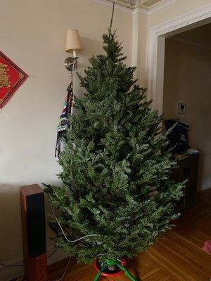 Freshly delivered tree waiting to be decorated!